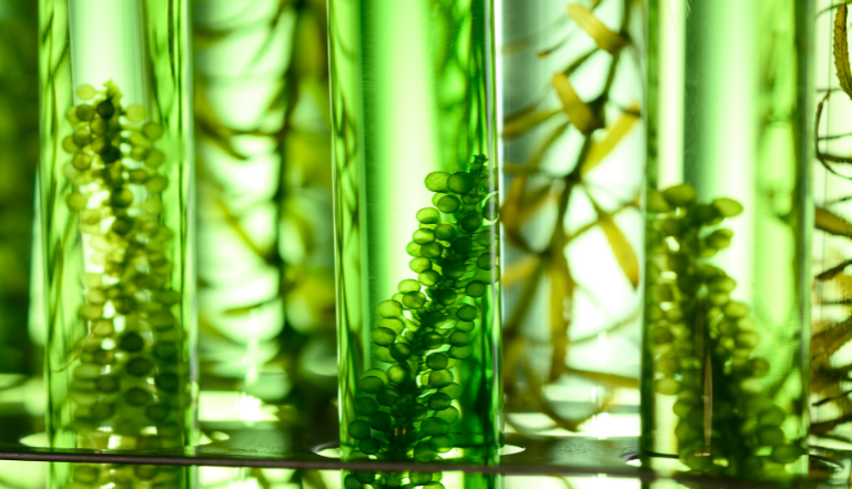 Algae BioFuel